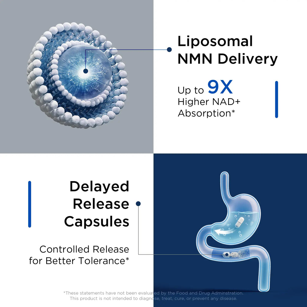 Selerb Liposomal NMN Supplement bottle showcasing 12-in-1 formula for NAD+ energy support.